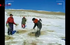 Rangers provide vital nourishment to Tibetan antelopes during bout of heavy snow, low temperatures