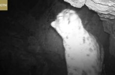 Wild snow leopard spotted in NW China's Maya Snow Mountain for the first time
