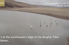 Rare migratory birds spotted in SW China's Hongyuan County