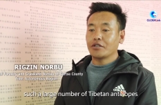 GLOBALink | Herds of nearly 10,000 Tibetan antelopes appear in China's Tibet