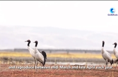 GLOBALink | Tibet steps up protection of endangered crane