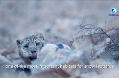 Snow leopards protection bears fruit in Qinghai, China