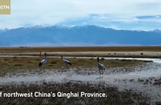 Rare black-necked cranes sighted in Qinghai's wetland