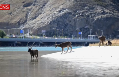 Rare white-lipped deer spotted in SW China's Tibet
