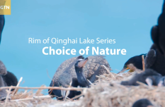 Rim of Qinghai Lake Series | Episode 6: Choice of nature