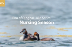 Rim of Qinghai Lake Series | Episode 5: Nursing season