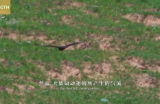 Rim of Qinghai Lake Series | Episode 10: A buzzard story