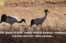 Rare black-necked cranes start winter migration from NE China