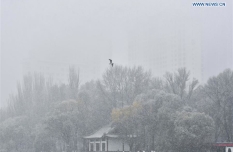 Snowfall hit Xining, northwest China's Qinghai