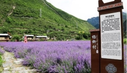茂县的薰衣草开花了,壮观紫色花海承包整个夏天的好心情!