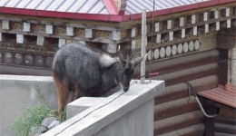 四川新龙森警成功救助国家Ⅱ级重点保护动物中华鬣羚