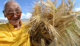 Tiny grains of barley reveal decades of transformation in Tibet