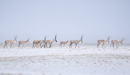 China's Tibetan antelopes no longer endangered as population grows