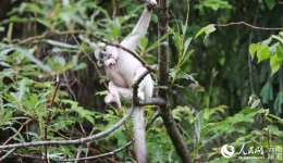 Father and son duo dedicated to protecting black snub-nosed monkeys in Yunnan