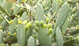 Cactus fruit sweetens up profit for farmers in SW China's Sichuan