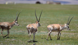 Protection efforts see Tibetan antelope population rebound