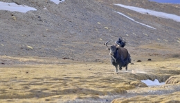 Tibet compensates 960 mln yuan for losses caused by wildlife