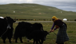 Yak milk production creates lucrative business on Qinghai-Tibet plateau