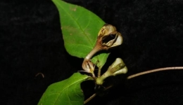 科研人员在西藏发现吊灯花属新种——吉隆吊灯花