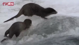 青海三江源：两只欧亚水獭打闹卖萌