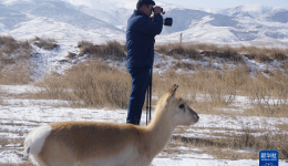 “1个”和“66个”：青海湖畔特别的“团圆”