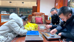 青海冬虫夏草交易价格达近五年来新高