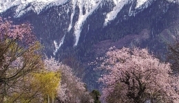 林芝波密赏桃花 这条攻略请收好