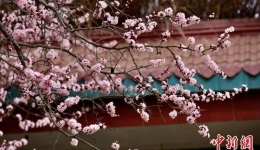 青海高原迎迟来“赏花季”：黄河岸畔杏花盛开