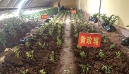 西藏昌都市高原生态茶种植技术集成与示范推广项目正式启动