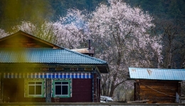 西藏林芝：风暖雪域 桃花盛开