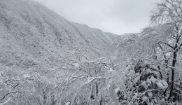 美呆了！五一小长假首日黄龙景区雪花飘