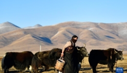 古老畜牧业重焕生机——青海玉树牦牛产业观察