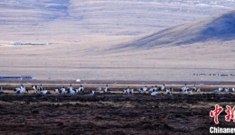 青海：多措并举为生物多样性保护注入动力