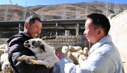 Across China: How rural revitalization is reshaping one Tibetan village