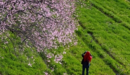 China's Tibet receives 2.55 mln tourists in Q1