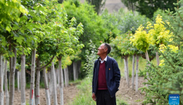 Afforestation project progresses in Lhasa, Tibet