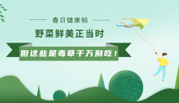 春日健康帖丨野菜鲜美正当时 但这些是毒草千万别吃！