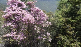 洗脸盆垭口的杜鹃花惊艳了迪庆高原