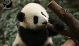 未预约勿前往 四川这些景区门票已售罄