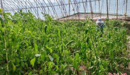 探访帕米尔高原上的“桃花源”：渐展“富村山居”图