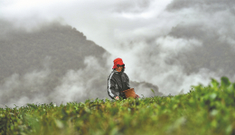 Village combines tea and tourism to prosper