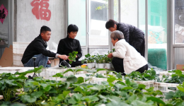 从农家“方寸地”到致富“聚宝盆”——脱贫地区发展庭院经济观察