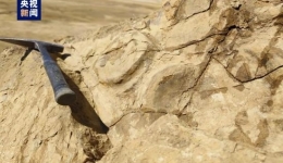 Chinese scientists find fossil of large extinct marine reptile ichthyosaurs for the second time since 1960s