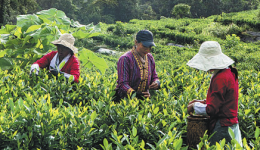 Highway adds revenue stream to tea garden