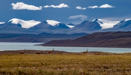 Young faces emerge in ecological conservation quest on Qinghai-Tibet Plateau
