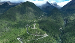 New Asian record of tallest tree found in Tibet