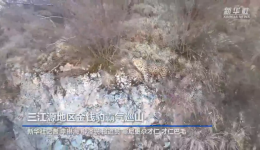 三江源地区金钱豹霸气巡山