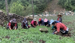 小金：中药材产业赋能乡村振兴