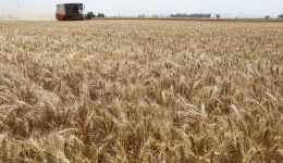 Wheat harvest nearing completion in China's Henan