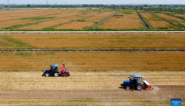 China Focus: China takes multi-pronged measures to ensure summer harvest
